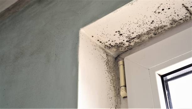  , MN Mold Removal Pros